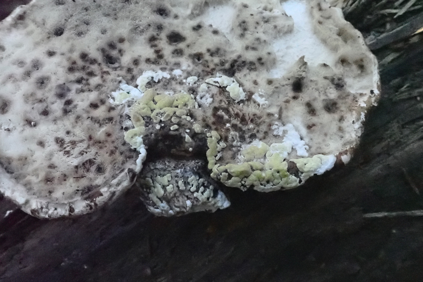 Photo by Penny Cullington Fomitopsis betulina by Penny Cullington